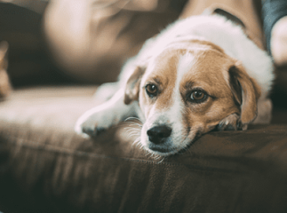 cataracte chez le chien